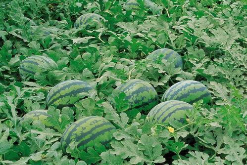 庆阳网红吃瓜群微信群号,揭秘微信群号的魅力与社交圈层 第1张 庆阳网红吃瓜群微信群号,揭秘微信群号的魅力与社交圈层 第1张