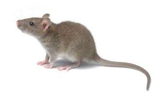 老鼠吃瓜最新事件爆料,揭秘瓜农与鼠患的奇妙对决